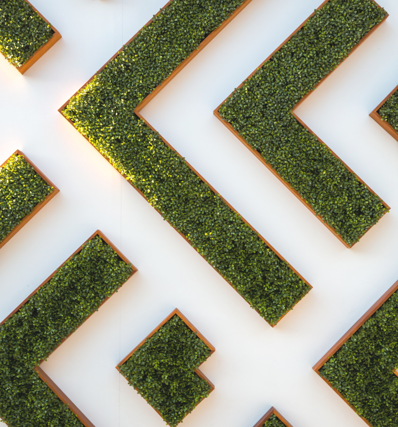 Labirynt żywopłotu